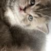Scottish straight and Scottish fold: photo 3