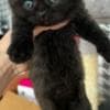 Scottish straight and Scottish fold: photo 4