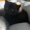 Scottish straight and Scottish fold: photo 5