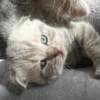 Scottish straight and Scottish fold: photo 6