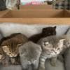 Scottish straight and Scottish fold: photo 7
