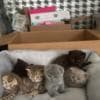 Scottish straight and Scottish fold: photo 8