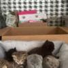Scottish straight and Scottish fold: photo 9