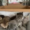 Scottish straight and Scottish fold: photo 10