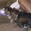 Gentle lovable support puppies photo 1