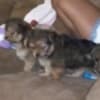 Gentle lovable support puppies photo 2