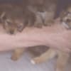 Gentle lovable support puppies photo 4