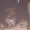 Gentle lovable support puppies photo 5