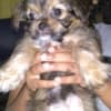 Gentle lovable support puppies photo 7