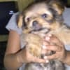 Gentle lovable support puppies photo 8