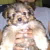 Gentle lovable support puppies photo 9