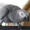 Beautiful African Grey Parrots & Cage photo 1