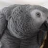 Beautiful African Grey Parrots & Cage photo 2