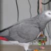 Beautiful African Grey Parrots & Cage photo 3
