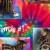 sundownbengals photo 2