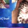 sundownbengals photo 9