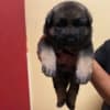 Cute German sheperd photo 1
