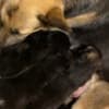 Cute German sheperd photo 2