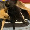 Cute German sheperd photo 4