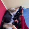 Cute German sheperd photo 5