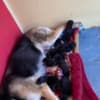 Cute German sheperd photo 6