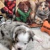Mini aussies photo 2