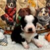 Mini aussies photo 3