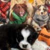 Mini aussies photo 1
