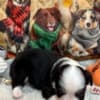 Mini aussies photo 4