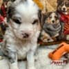 Mini aussies photo 6