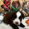 Mini aussies photo 7