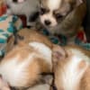 Longhair chihuahua puppies photo 1