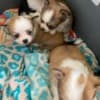 Longhair chihuahua puppies photo 2