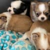 Longhair chihuahua puppies photo 3