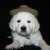 English Golden Retriever Puppies photo 1