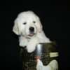 English Golden Retriever Puppies photo 2