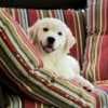 English Golden Retriever Puppies photo 3