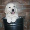 English Golden Retriever Puppies photo 4