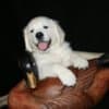 English Golden Retriever Puppies photo 5