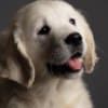 English Golden Retriever Puppies photo 6