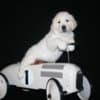 English Golden Retriever Puppies photo 7