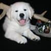 English Golden Retriever Puppies photo 8