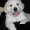 English Golden Retriever Puppies photo 10
