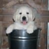 English Golden Retriever Puppies photo 12