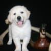 English Golden Retriever Puppies photo 13