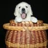 English Golden Retriever Puppies photo 14