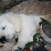 English Golden Retriever Puppies photo 15