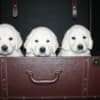 English Golden Retriever Puppies photo 16