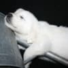 English Golden Retriever Puppies photo 17