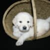 English Golden Retriever Puppies photo 18